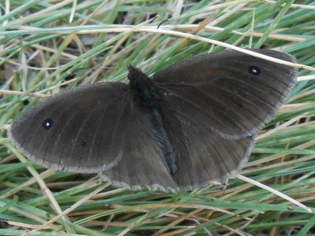 conferma E. pluto - No, maschio Satyrus ferula